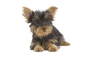 Puppy Prints: Dog - Australian Silky Terrier - puppy in studio