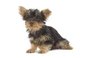 Dog - Australian Silky Terrier - puppy in studio. Also known as Silky Terrier or Sydney Silky