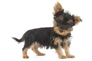 Images Dated 16th October 2010: Dog - Australian Silky Terrier - puppy in studio. Also known as Silky Terrier or Sydney Silky 