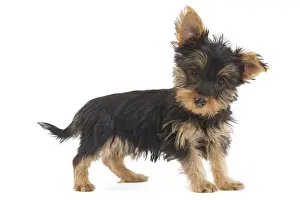 Dog - Australian Silky Terrier - puppy in studio. Also known as Silky Terrier or Sydney Silky