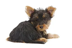 Dog - Australian Silky Terrier - puppy in studio. Also known as Silky Terrier or Sydney Silky