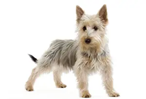 Australian Silky Terriers Prints: Dog - Australian Silky Terrier - puppy in studio