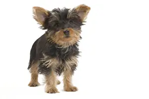 Dog - Australian Silky Terrier - puppy in studio. Also known as Silky Terrier or Sydney Silky