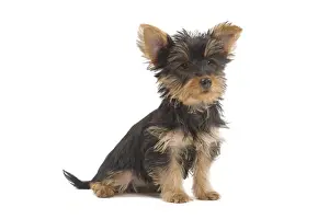 Dog - Australian Silky Terrier - puppy in studio. Also known as Silky Terrier or Sydney Silky