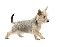 Dog - Australian Silky Terrier - puppy in studio. Also known as Silky Terrier or Sydney Silky