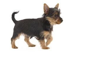 Images Dated 16th October 2010: Dog - Australian Silky Terrier - puppy in studio. Also known as Silky Terrier or Sydney Silky