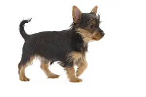 Dog - Australian Silky Terrier - puppy in studio. Also known as Silky Terrier or Sydney Silky