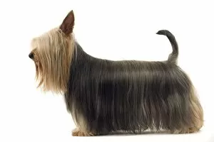 Images Dated 13th March 2006: Dog - Australian Silky Terrier / Silky Terrier / Sydney Silky