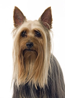 Images Dated 13th March 2006: Dog - Australian Silky Terrier / Silky Terrier / Sydney Silky