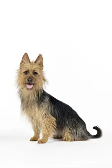 Dog. Australian Terrier