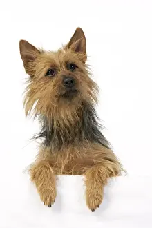 Dog. Australian Terrier