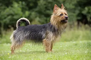 Dog. Australian Terrier