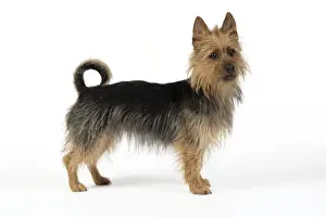 Dog. Australian Terrier