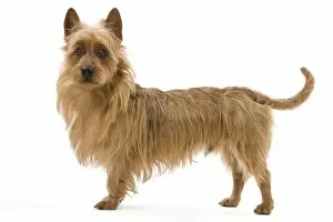 Images Dated 22nd October 2011: Dog - Australian Terrier