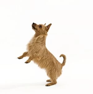 Australian Terriers Gallery: Dog - Australian Terrier begging