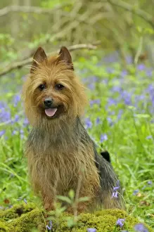 Dog. Australian Terrier in blue bells