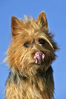 Dog - Australian Terrier - licking its lips