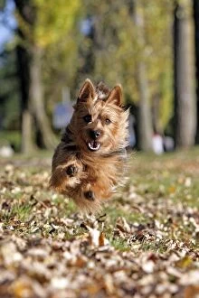 Dog - Australian Terrier running in park