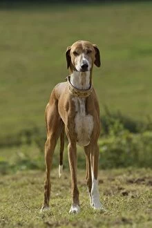 Images Dated 19th July 2012: Dog - Azawakh