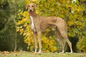 Dog - Azawakh. Also known as Tuareg Sloughi