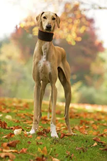 Collar Collection: Dog - Azawakh. Also known as Tuareg Sloughi