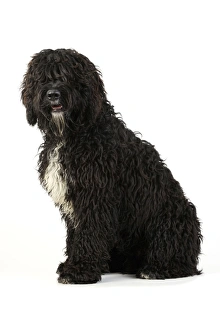 Images Dated 28th July 2009: Dog. Barbet