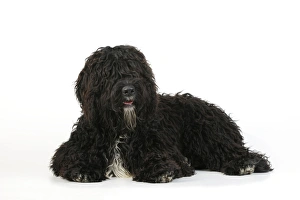 Images Dated 28th July 2009: Dog. Barbet