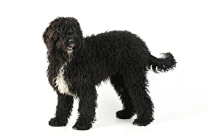 Images Dated 28th July 2009: Dog. Barbet