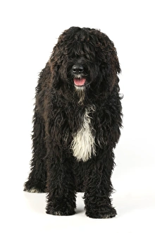 Images Dated 28th July 2009: Dog. Barbet