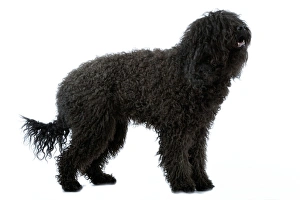 Dog - Barbet