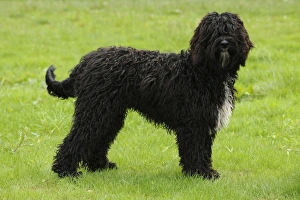 Images Dated 28th July 2009: Dog. Barbet in field