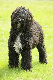 Images Dated 28th July 2009: Dog. Barbet in field
