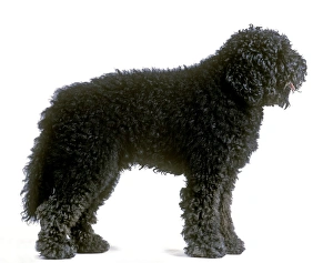 Dog - Barbet. Also known as Griffon d'Arret a Poil Laineux