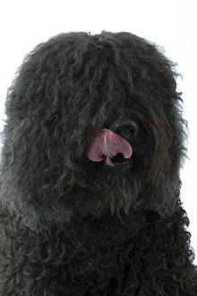 Dog - Barbet - licking lips Dog - Barbet - licking lips