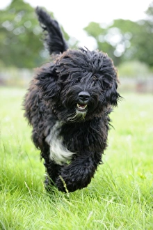 Images Dated 28th July 2009: Dog. Barbet running in field