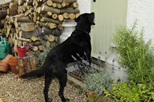 Barking Prints: Dog barking at door