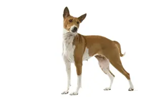 Dog - Basenji
