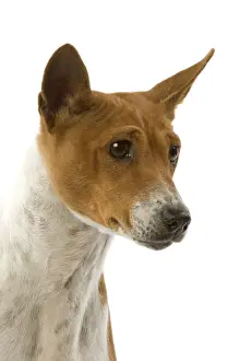 Dog - Basenji
