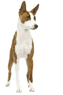 Dog - Basenji