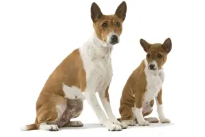 Congo Dogs Prints: Dog - Basenji - adult and puppy