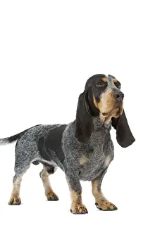 Dog - Basset Blue De Gascogne. Also know as Blue Gascony Basset