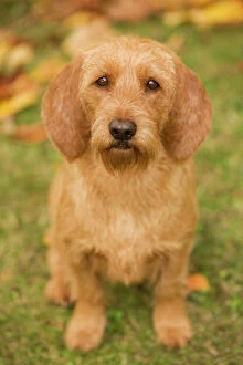 Images Dated 26th October 2008: Dog - Basset Fauve de Bretagne. Also known as Tawny Brittany Basset