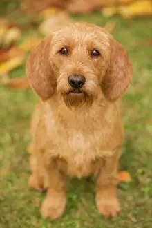 Hound Prints: Dog - Basset Fauve de Bretagne. Also known as Tawny Brittany Basset