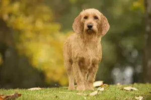 Dog - Basset Fauve de Bretagne. Also known as Tawny Brittany Basset