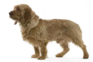 Dog - Basset Fauvende Bretagne