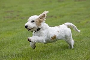 Boy's bedroom Gallery: Dog - Basset Griffon Vendeen - young dog running