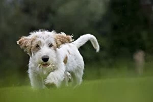 Dog - Basset Griffon Vendeen - young dog running