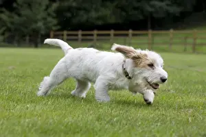 Play Prints: Dog - Basset Griffon Veneen - young dog running