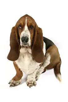 Dog - Basset Hound