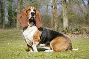 Dog - Basset Hound